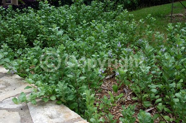 Blue blooms; Lavender blooms; Deciduous; Broadleaf; 
