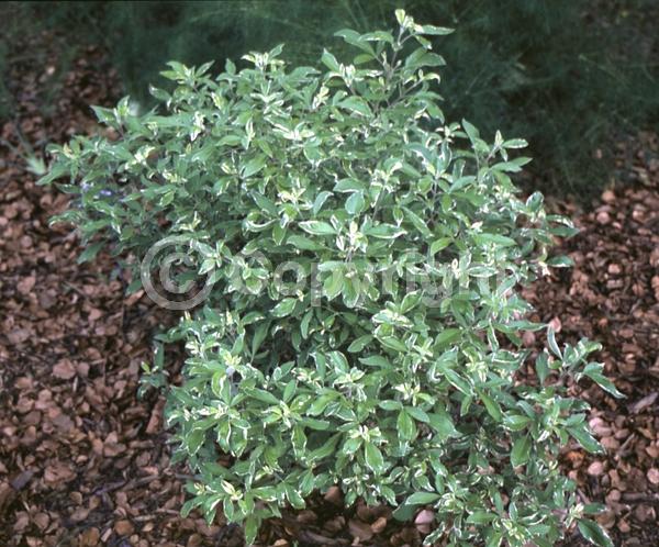 Blue blooms; Purple blooms; Lavender blooms; Evergreen; Semi-evergreen