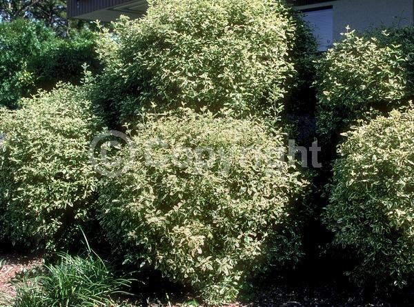 Blue blooms; Purple blooms; Lavender blooms; Evergreen; Semi-evergreen