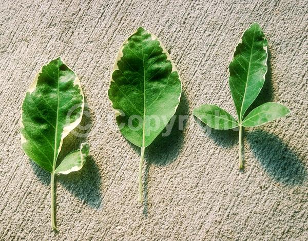 Blue blooms; Purple blooms; Lavender blooms; Evergreen; Semi-evergreen