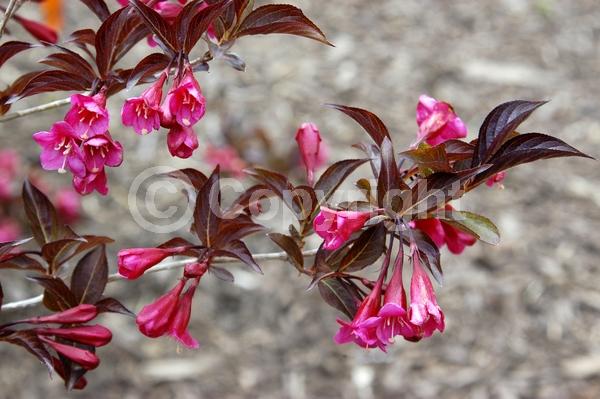 Pink blooms; Deciduous; Broadleaf
