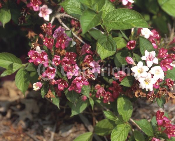 Pink blooms; Deciduous; Broadleaf
