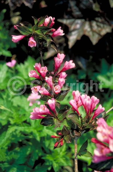 Red blooms; Purple blooms; Pink blooms; Deciduous; Broadleaf