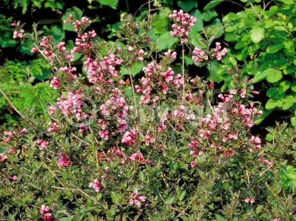 Red blooms; Purple blooms; Pink blooms; Deciduous; Broadleaf