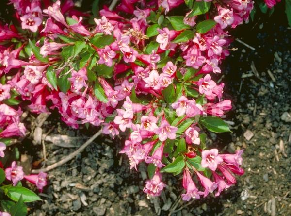 Purple blooms; Pink blooms; Deciduous; Broadleaf
