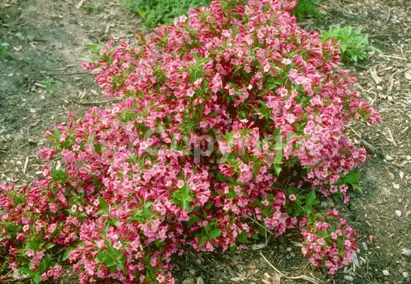Purple blooms; Pink blooms; Deciduous; Broadleaf
