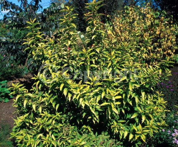 Unknown blooms; Deciduous; Broadleaf