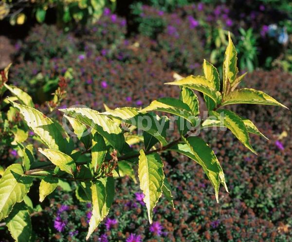 Unknown blooms; Deciduous; Broadleaf
