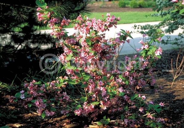 Pink blooms; Deciduous; Broadleaf