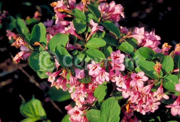Pink blooms; Deciduous; Broadleaf