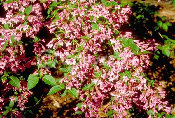 Pink blooms; Deciduous; Broadleaf