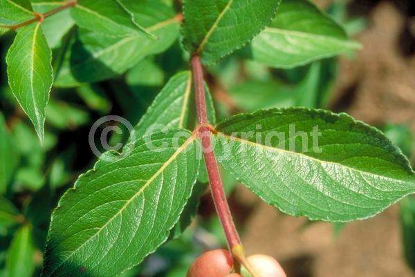 Pink blooms; Deciduous; Broadleaf