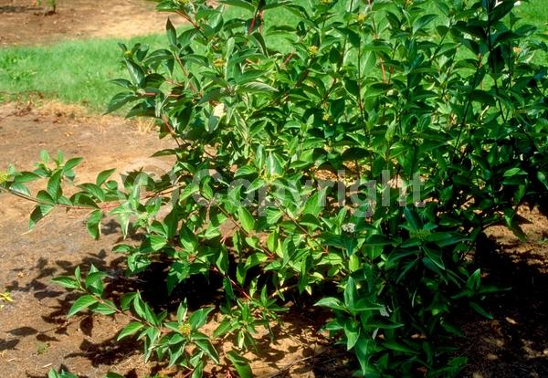 Pink blooms; Deciduous; Broadleaf