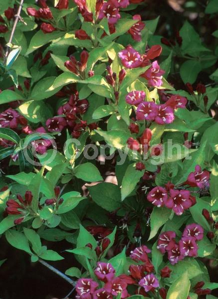 Red blooms; Deciduous; Broadleaf