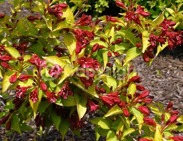 Red blooms; Deciduous; Broadleaf