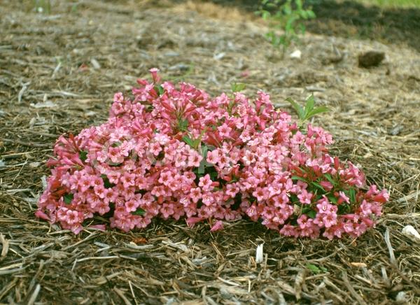 Red blooms; Salmon blooms; Deciduous; Broadleaf