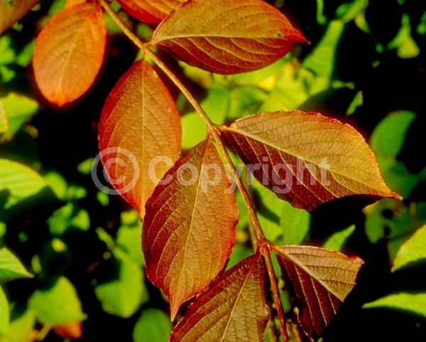 Red blooms; White blooms; Pink blooms; Lavender blooms; Deciduous; Broadleaf