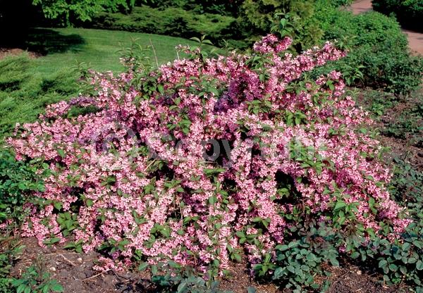 Red blooms; White blooms; Pink blooms; Lavender blooms; Deciduous; Broadleaf