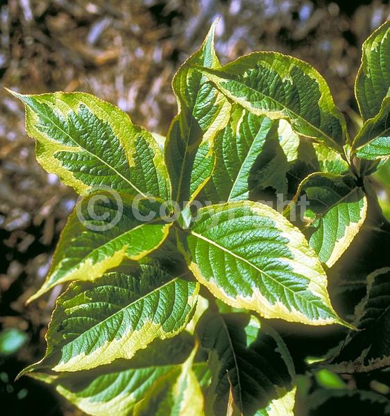 Red blooms; Pink blooms; Deciduous; Broadleaf