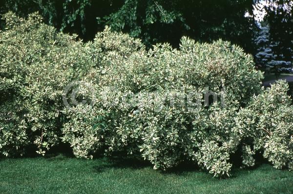 Pink blooms; Deciduous; Broadleaf