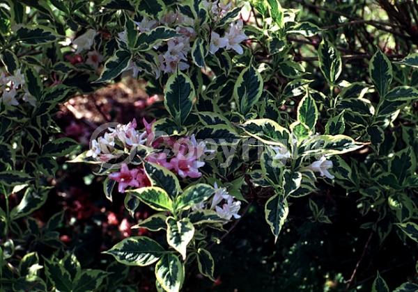 Pink blooms; Deciduous; Broadleaf
