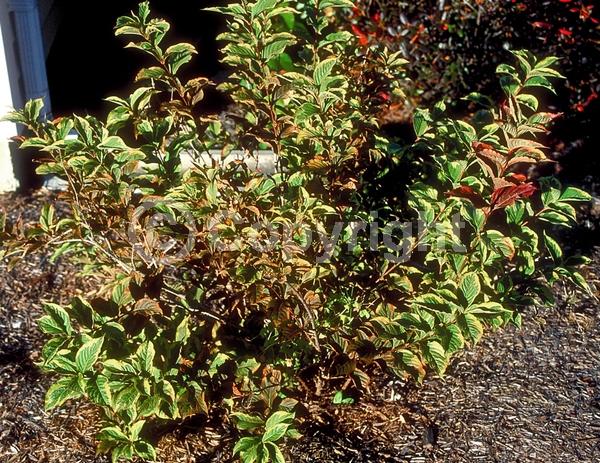 Red blooms; Pink blooms; Deciduous; Broadleaf
