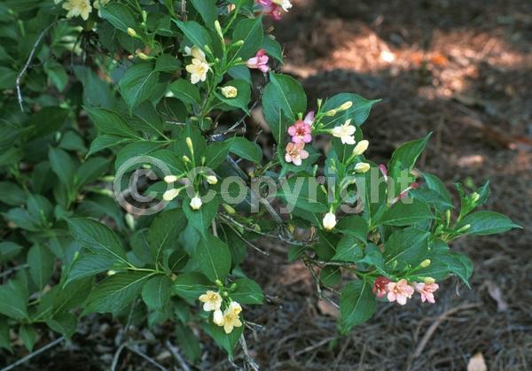 Purple blooms; Pink blooms; Deciduous; Broadleaf