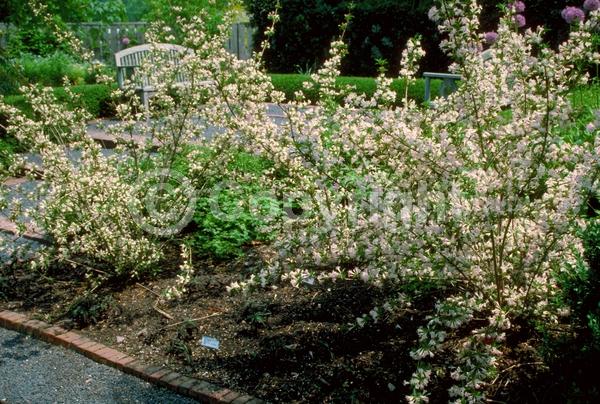 White blooms; Deciduous; Broadleaf
