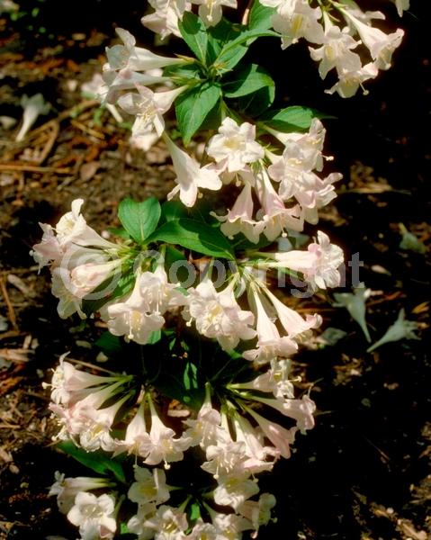White blooms; Deciduous; Broadleaf