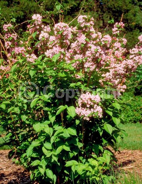 White blooms; Pink blooms; Deciduous; Broadleaf