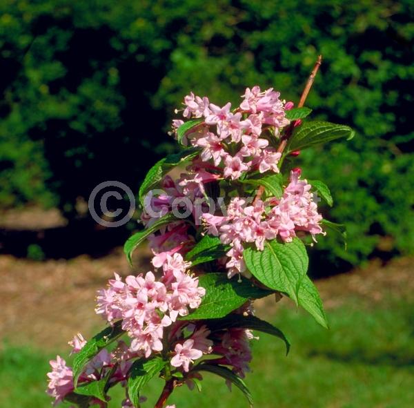 White blooms; Pink blooms; Deciduous; Broadleaf