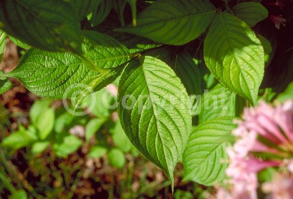White blooms; Pink blooms; Deciduous; Broadleaf