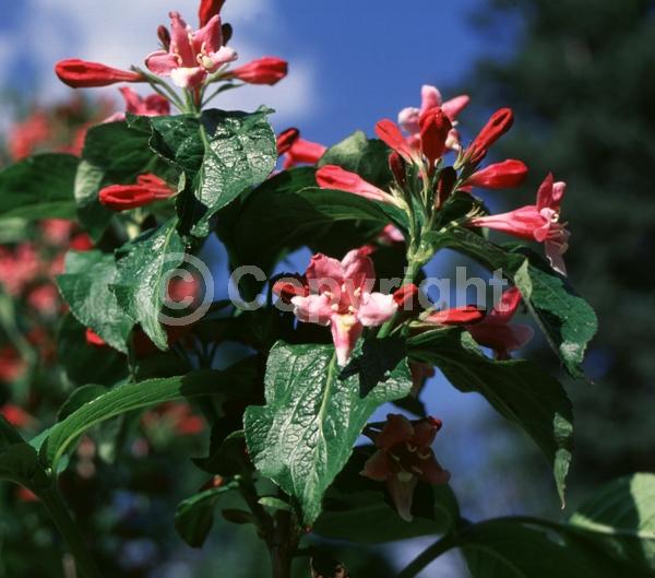 White blooms; Pink blooms; Deciduous; Broadleaf