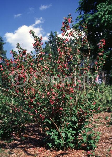 White blooms; Pink blooms; Deciduous; Broadleaf