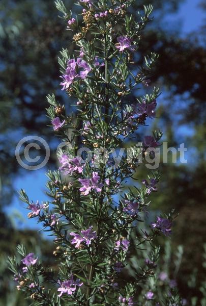 Lavender blooms; Evergreen