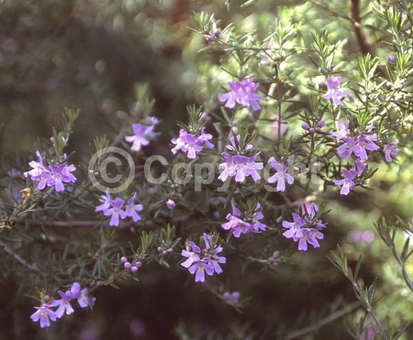 Lavender blooms; Evergreen