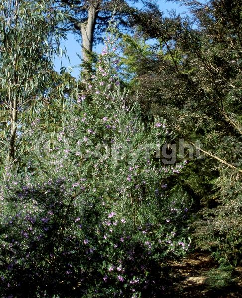Lavender blooms; Evergreen