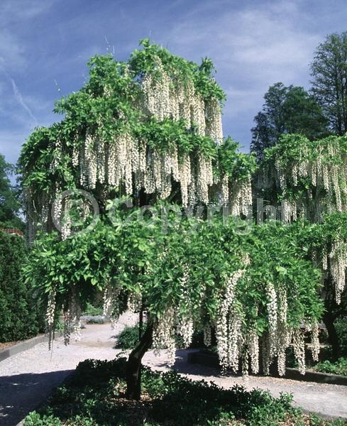 White blooms; Deciduous; Broadleaf
