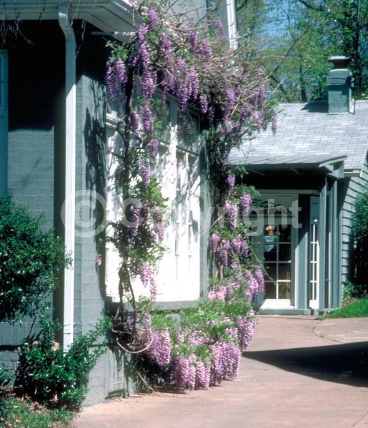 Blue blooms; Purple blooms; White blooms; Lavender blooms; Deciduous; Broadleaf