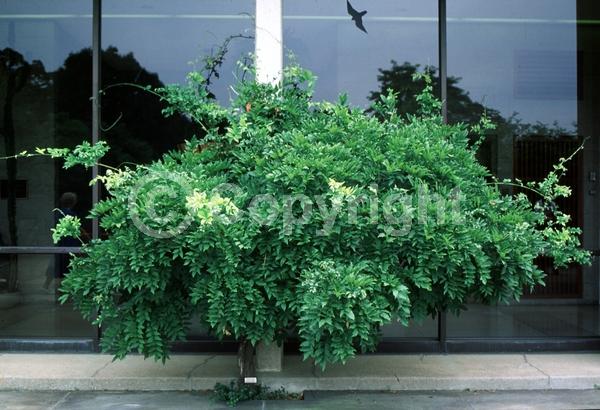 Blue blooms; Purple blooms; White blooms; Lavender blooms; Deciduous; Broadleaf