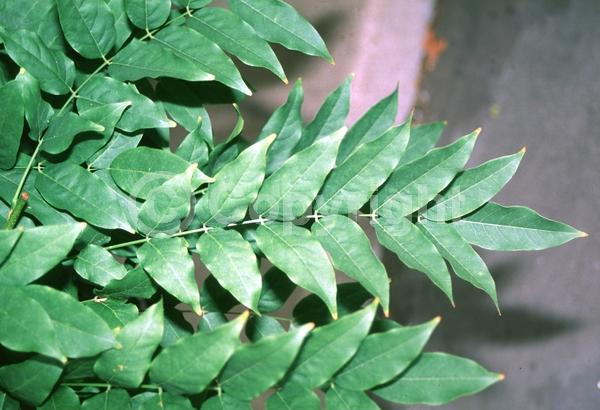 Blue blooms; Purple blooms; White blooms; Lavender blooms; Deciduous; Broadleaf