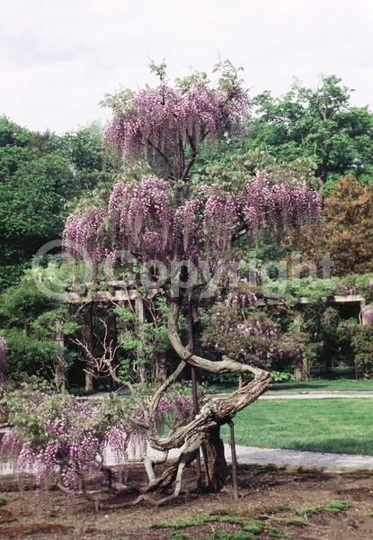 Blue blooms; Purple blooms; White blooms; Lavender blooms; Deciduous; Broadleaf