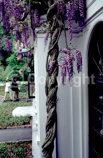 Blue blooms; Purple blooms; White blooms; Lavender blooms; Deciduous; Broadleaf