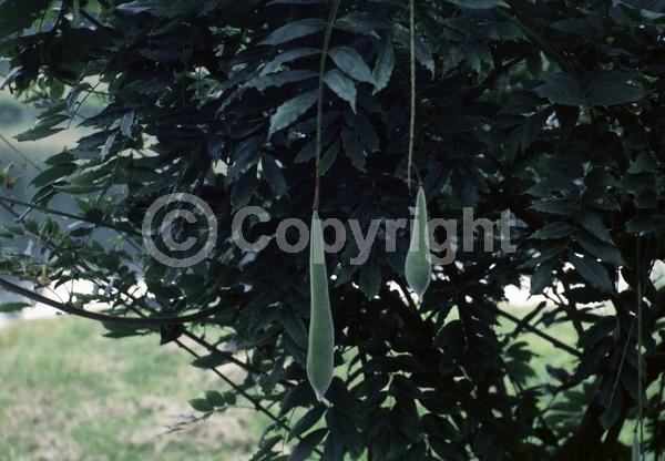 Blue blooms; Purple blooms; White blooms; Lavender blooms; Deciduous; Broadleaf