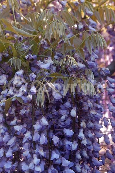 Blue blooms; Purple blooms; White blooms; Lavender blooms; Deciduous; Broadleaf