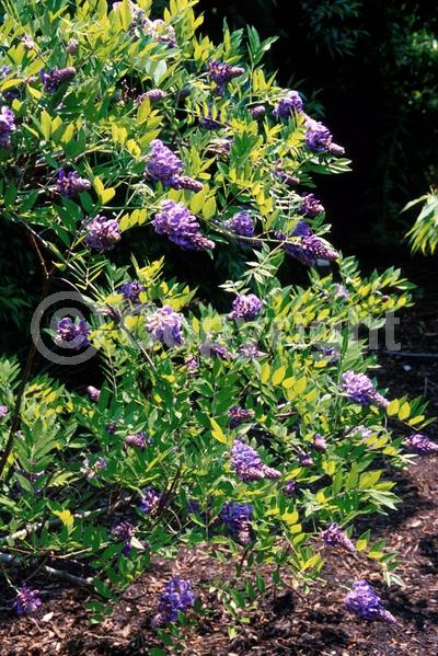 Blue blooms; Purple blooms; Lavender blooms; Deciduous