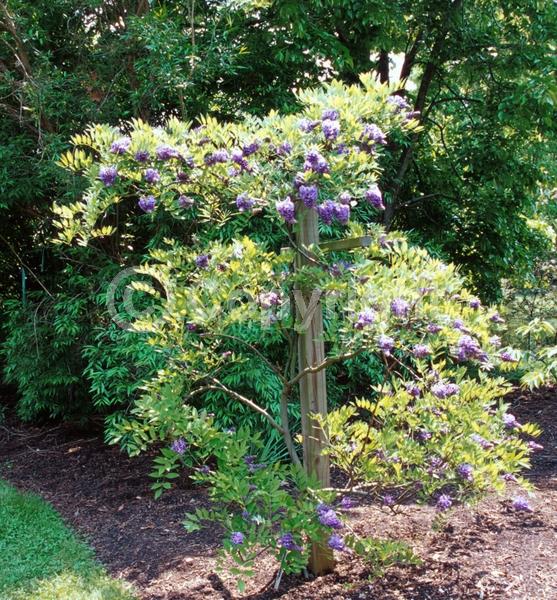 Blue blooms; Purple blooms; Lavender blooms; Deciduous