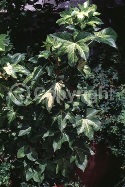 White blooms; Evergreen; Needles or needle-like leaf