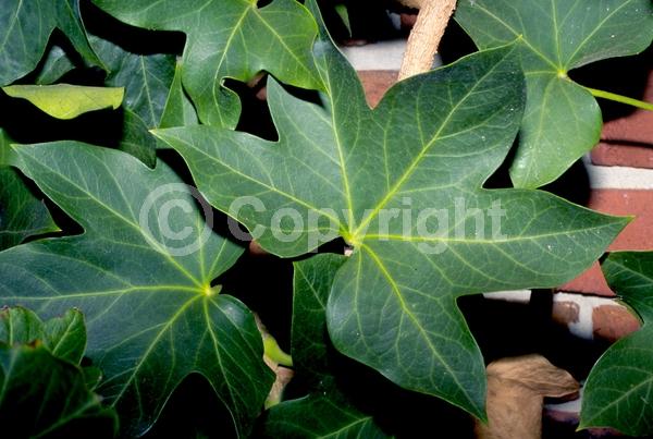 White blooms; Evergreen; Needles or needle-like leaf