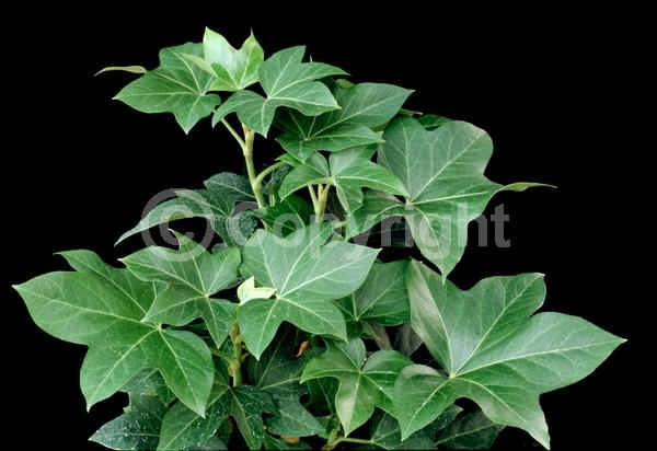 White blooms; Evergreen; Needles or needle-like leaf